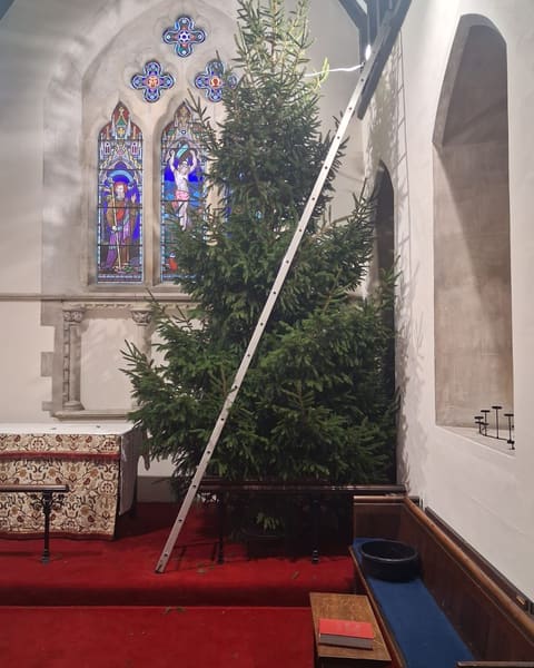 A tall display Christmas tree being dressed in a church beside stained-glass windows