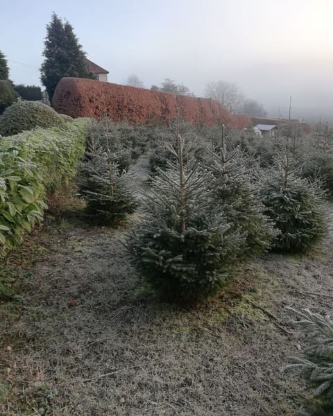 Frosty rows of young Christmas trees beside the copper beech hedge at the Pitchcombe Fresh farm