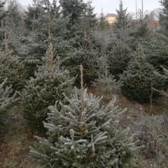 Frosty rows of pick-your-own Norway Spruce Christmas trees at Pitchcombe Fresh near Stroud