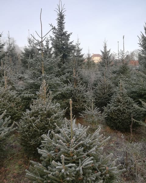 Frosty pick-your-own Norway Spruce Christmas trees growing in the fields