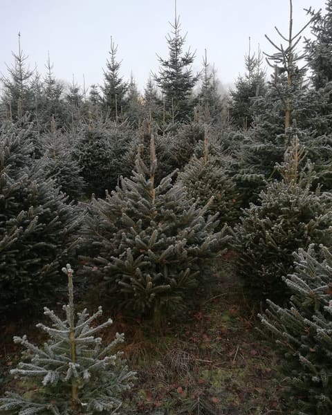 Norway Spruce Christmas trees of every size growing close together, touched with frost