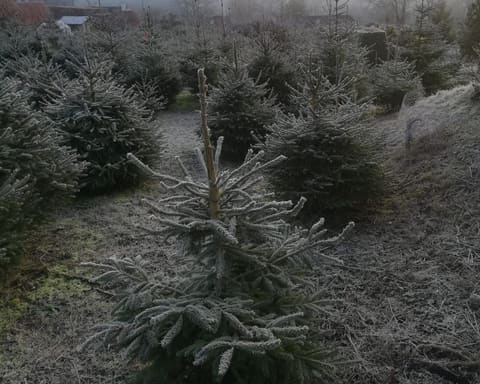 Young Christmas trees in the snow, looking out over the valley