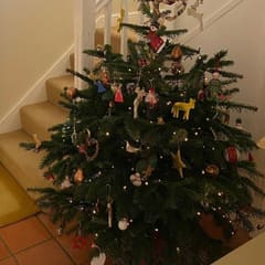 A decorated Nordmann Fir Christmas tree, low needle drop, at home at the foot of the stairs