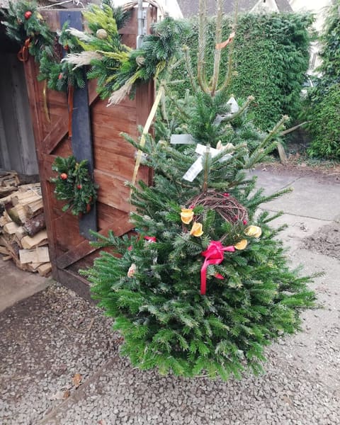 A Christmas tree dressed with a wreath and dried orange slices beside wreaths on the hut door