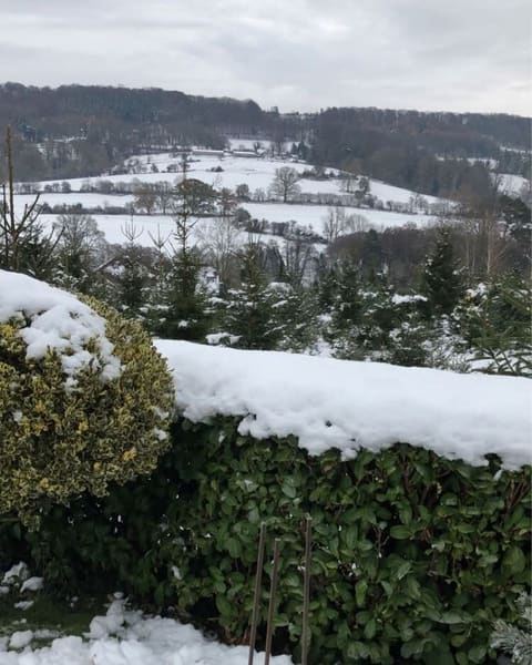 Young Christmas trees in the snow, looking out over white fields and woods