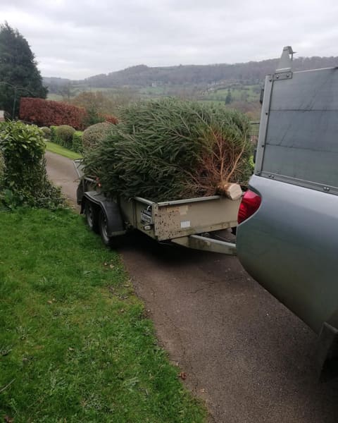 A big Norway Spruce on the trailer, with the green valley behind