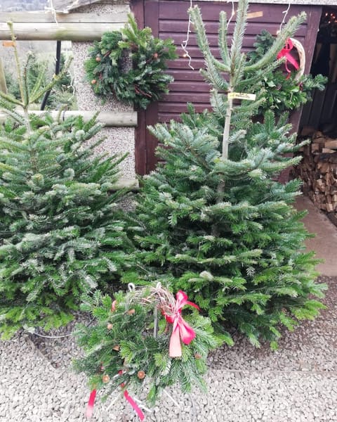 A handmade wreath with a red bow in front of fresh-cut Christmas trees
